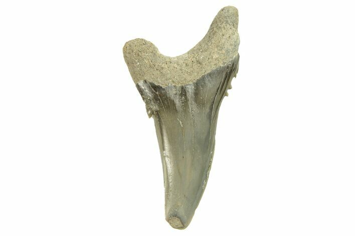 Snaggletooth Shark (Hemipristis) Lower Tooth - Aurora, NC #257633